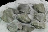 Ten Pyrite Replaced Brachiopod (Paraspirifer) Fossils - Ohio #129609-5